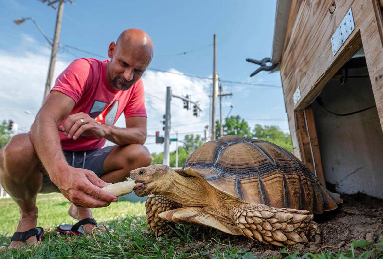 LIFE-NEIGHBORHOOD-TORTOISE-KC